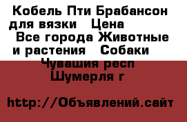 Кобель Пти Брабансон для вязки › Цена ­ 30 000 - Все города Животные и растения » Собаки   . Чувашия респ.,Шумерля г.